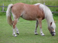 Haflinger